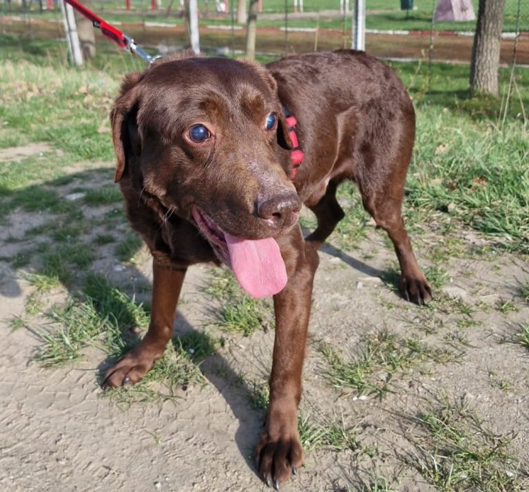 Brownie, Tier in Vermittlung