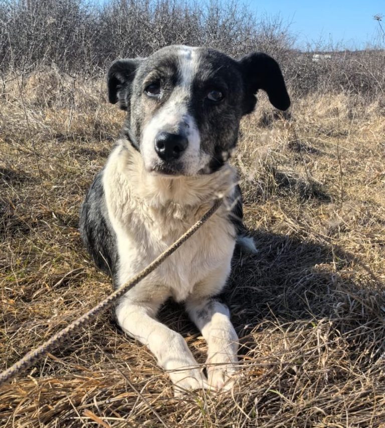 Molly, Mischling
